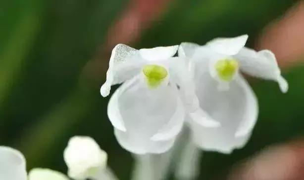 史上最全的兰花鉴赏,兰花品种之精品欣赏