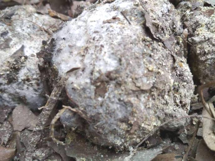 金牌土壤医疗师文龙老师谈“自然农法”，酵素和微生物菌改良土壤