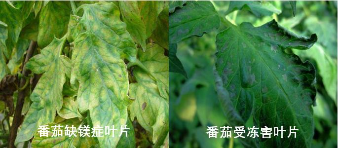 番茄发生冻害怎么缓解,番茄受冻害后该如何补救