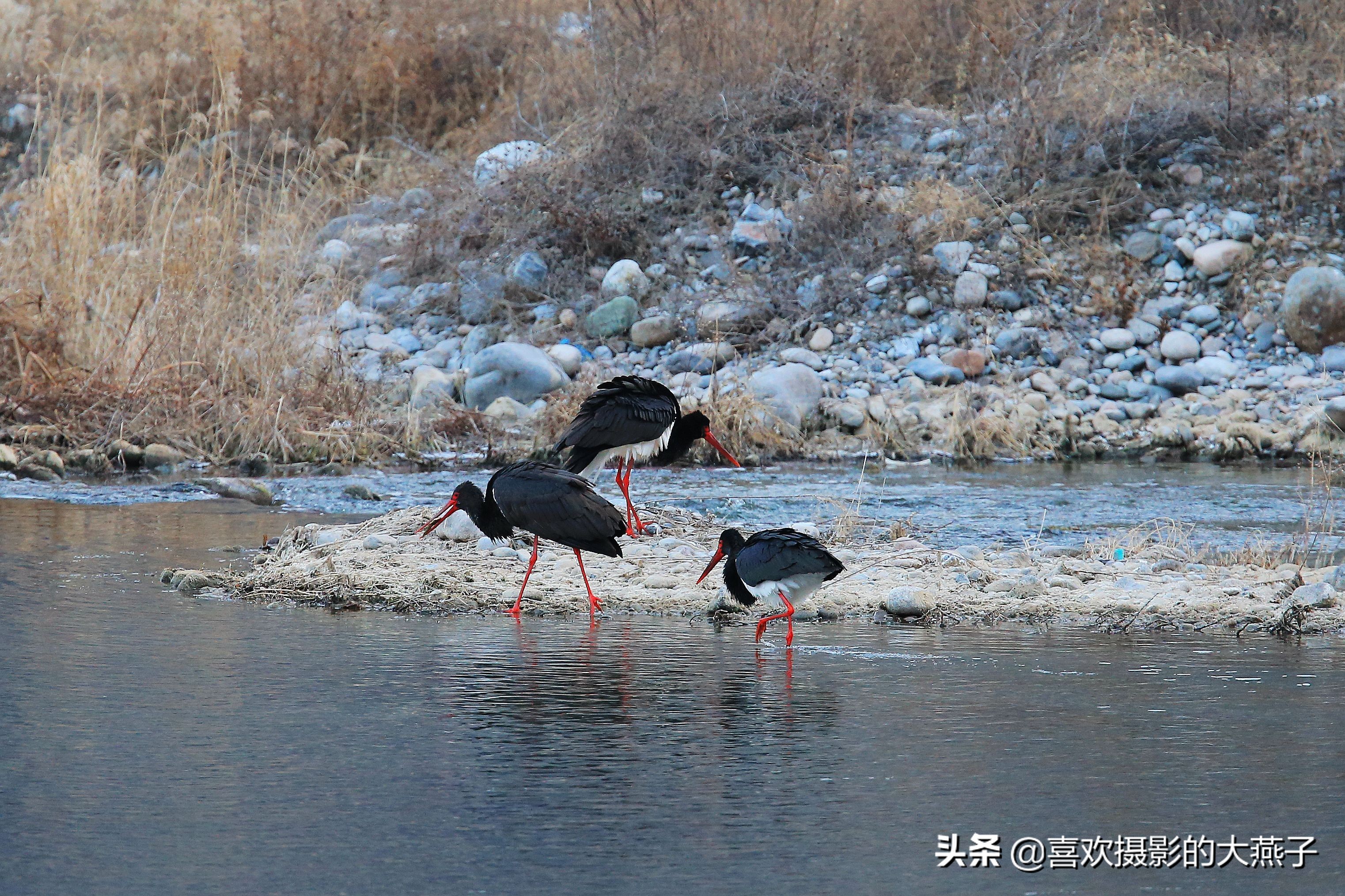 閲庣敓榛戦钩,榛戦钩椋炵繑鍥剧墖