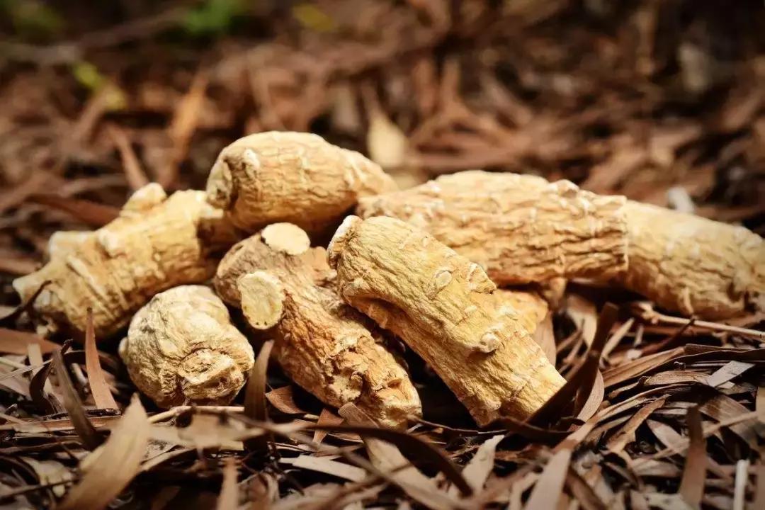 加拿大西洋参有什么品种,加拿大西洋参为什么那么便宜