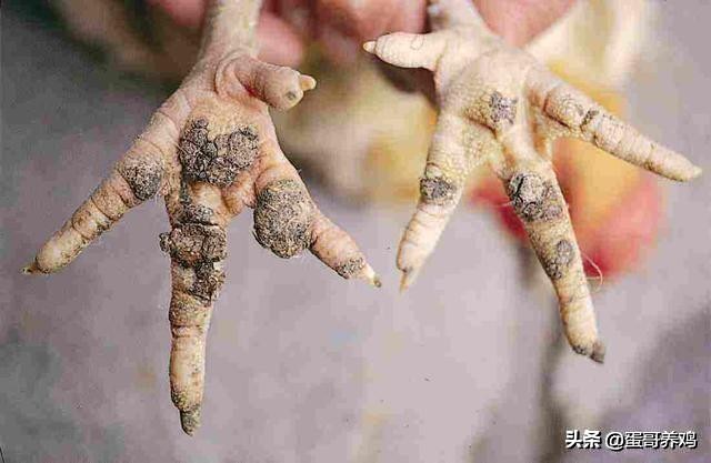 鸡葡萄球菌最佳防治方法,养鸡葡萄球菌病怎么治疗