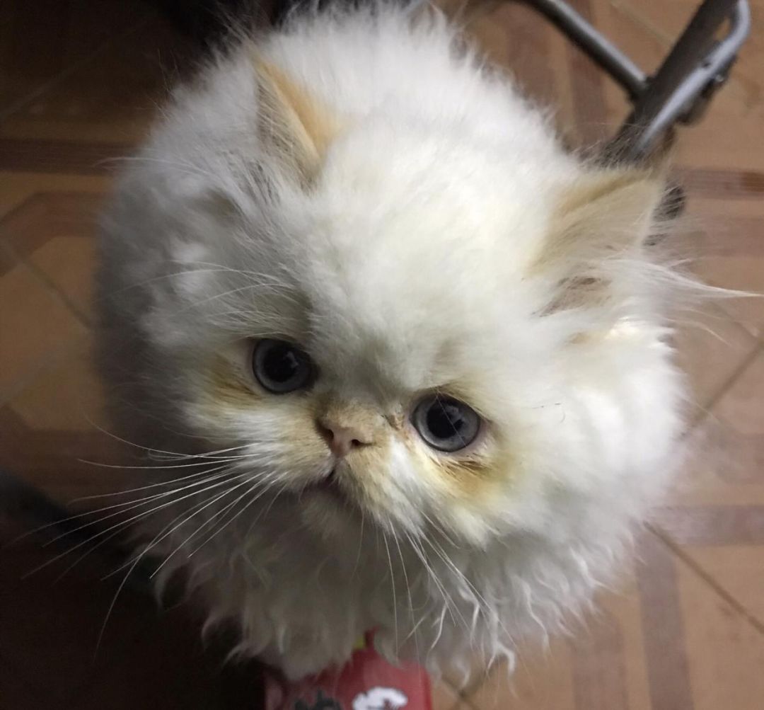 猫瘟到底能不能治好,猫瘟是不是不治必死