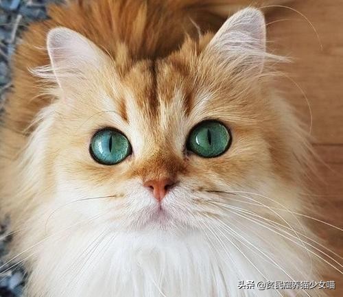 猫咪鼻子上的黑点怎么去掉,猫咪鼻子上有黑痣怎么去掉