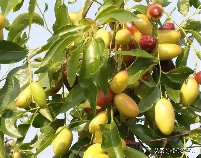 孟津5月采摘园哪个比较好,洛阳采摘攻略