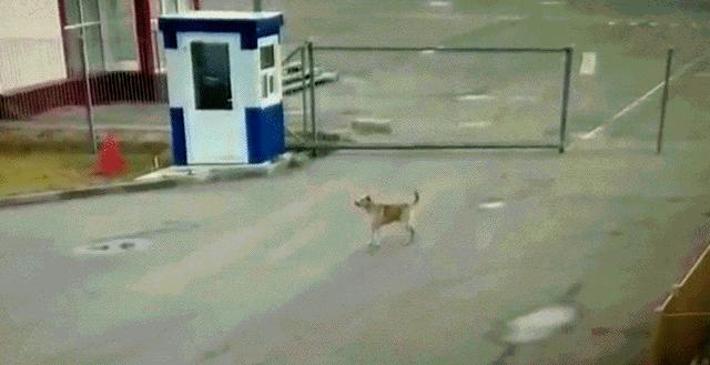 笑不停的小孩,小孩子不能玩刀子动画