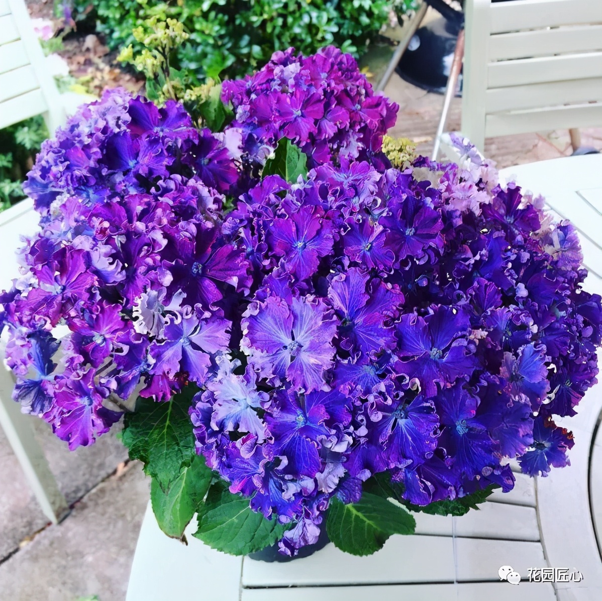 春季绣球叶子发皱怎么回事,夏季绣球老叶子都干枯怎么处理