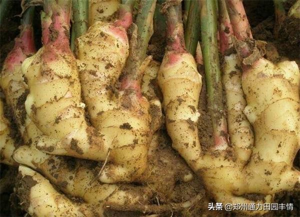 8月生姜价格行情分析，姜农想要提高收入，实现生姜高产才是关键