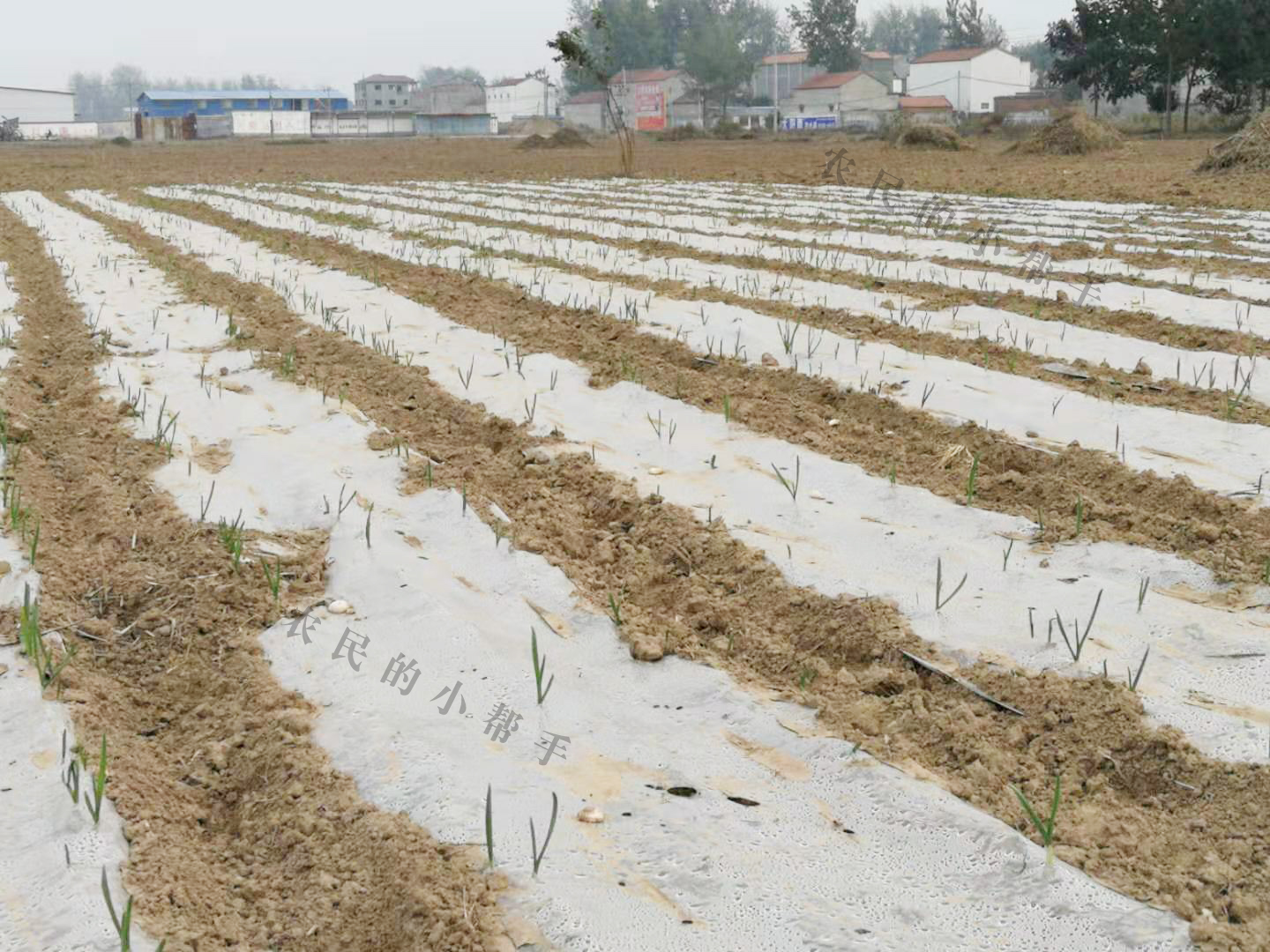 大蒜小苗长得细怎么回事,大蒜幼苗弱苗现在怎样管理