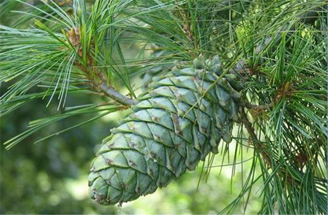 马尾松丰产栽培实用技术视频,马尾松树苗的栽培