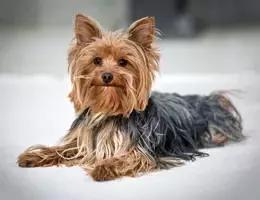 身价最高的狗,身价20亿的狗