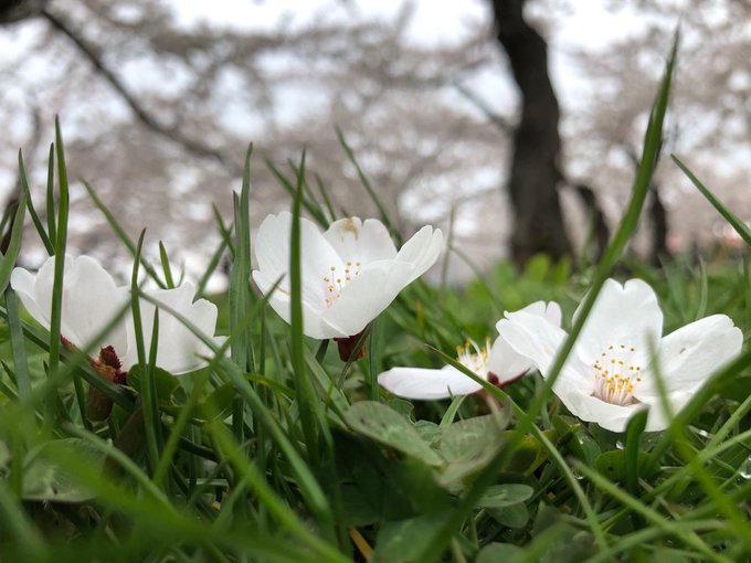 和老人小孩一起旅游,八天七晚豪华游轮旅游
