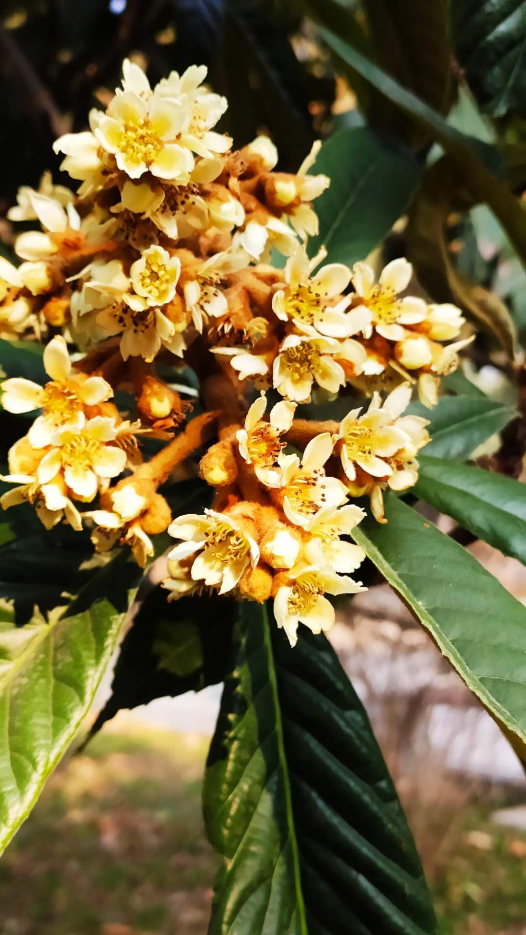 家乡的枇杷黄了,临安哪里有枇杷