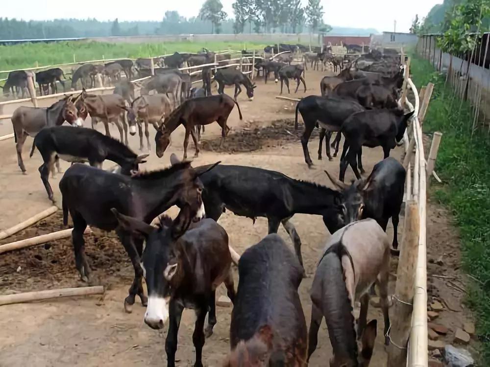 浼犺涓殑闃胯兌,閭ｄ簺琚璇濈殑闃胯兌