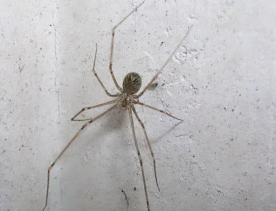 家里容易出现的虫子都有哪些,家里出现的虫子有哪些