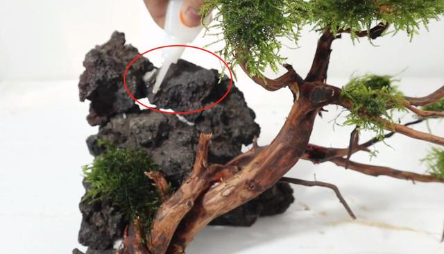 莫斯树到底好不好,莫斯树是什么