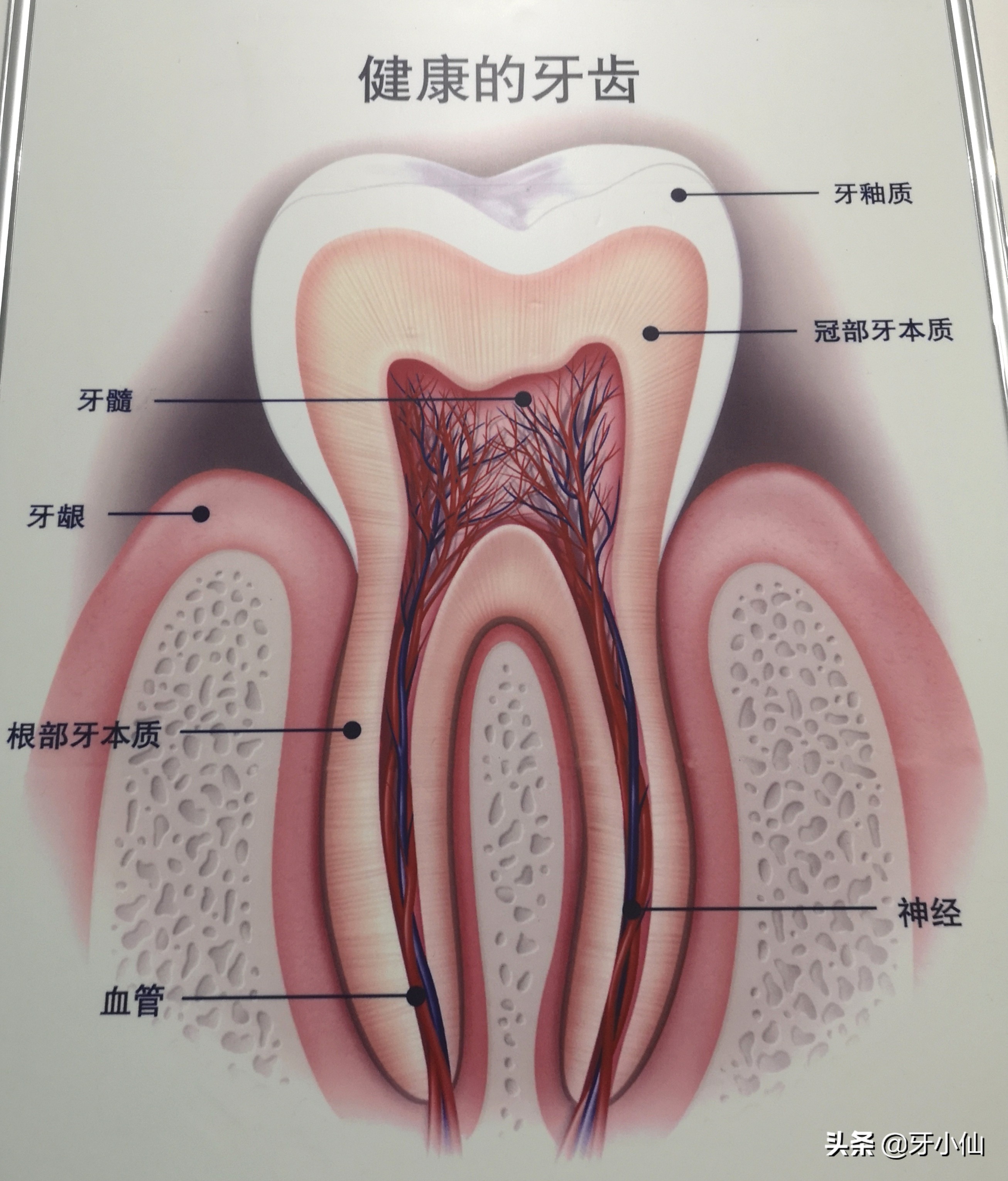 牙太痛,吃不了热辣火锅、冰爽雪糕、酸甜水果,怎么能当吃货?