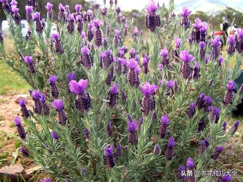 盆栽薰衣草种植方法,薰衣草小盆栽套件种植方法