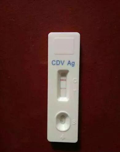 饲养猫狗可以治疗不孕不育，这个知识点你需要了解