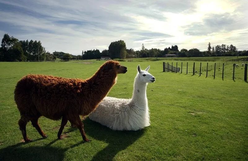 云养殖:喂鸡、种花、养老虎,2020直播电商新风口