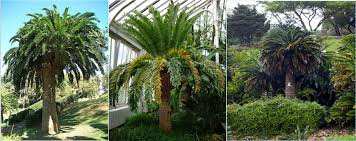 全球仅剩1株的伍德苏铁该怎么交配？科学家为它娶了位“新娘”