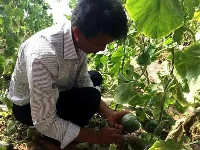 五原灯笼红香瓜,五原灯笼红香瓜价格