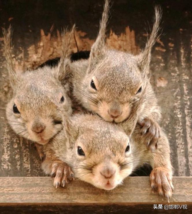 古稀老年人画,叶脉造型画