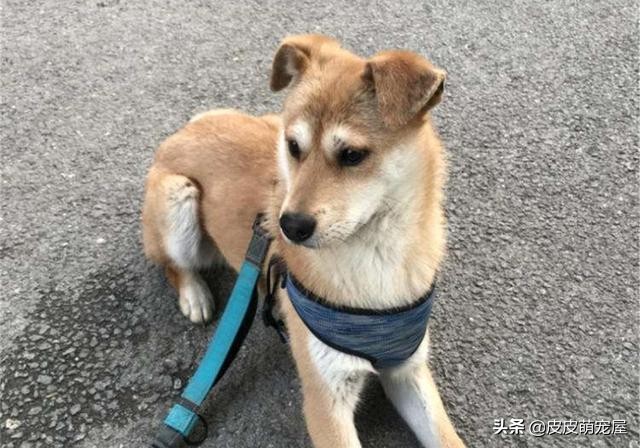 新到家的狗狗可以吃狗粮和喝水吗,纠正狗狗挑食只能喂狗粮吗