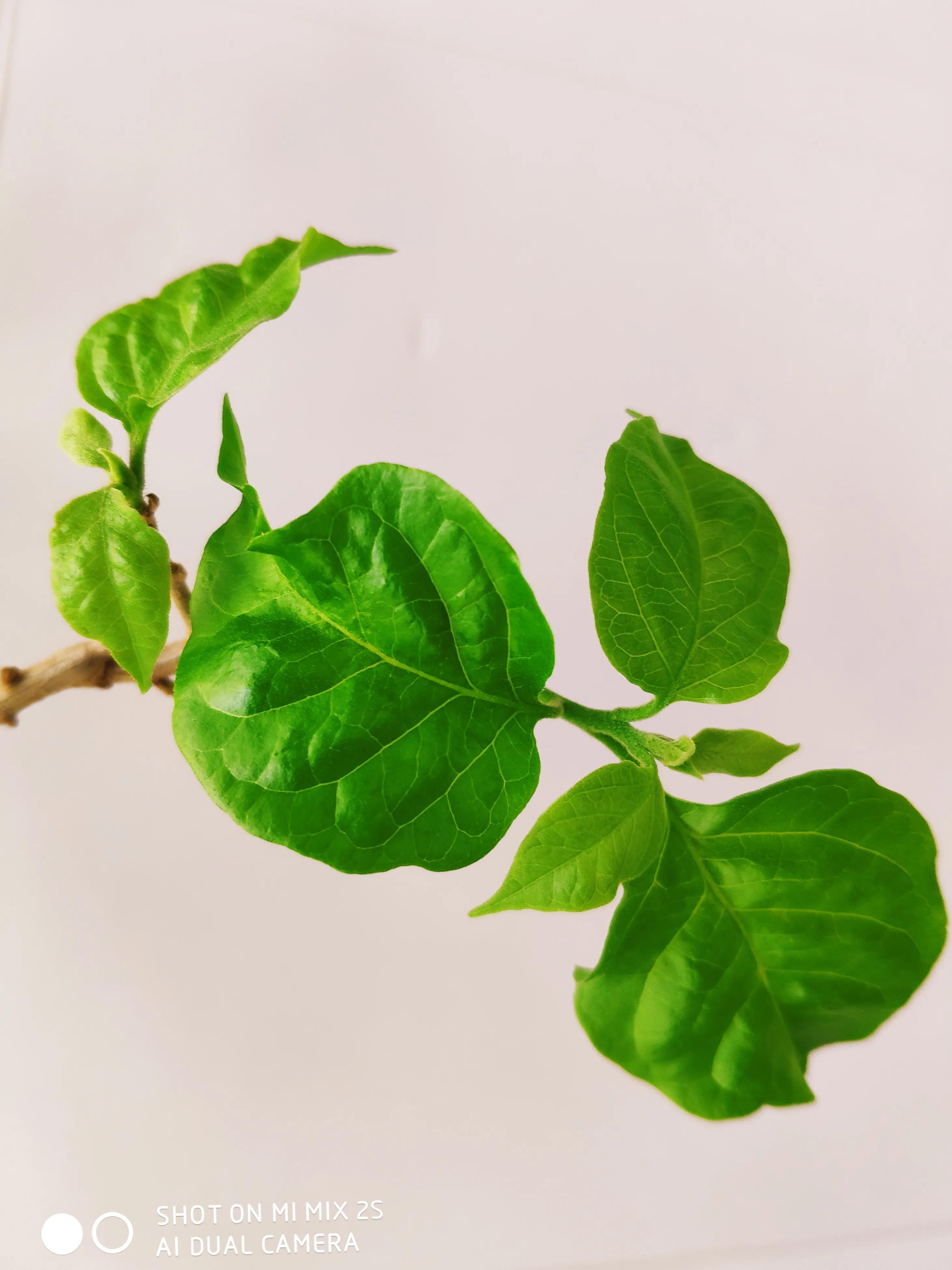 我的父亲简介,我的父亲郭沫若