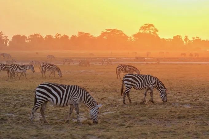 坦桑尼亚之旅,坦桑尼亚东非草原