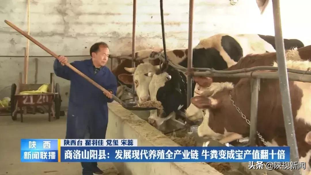 商洛山阳县这帮人对牛粪做了啥？竟比纯养牛多挣了10倍！
