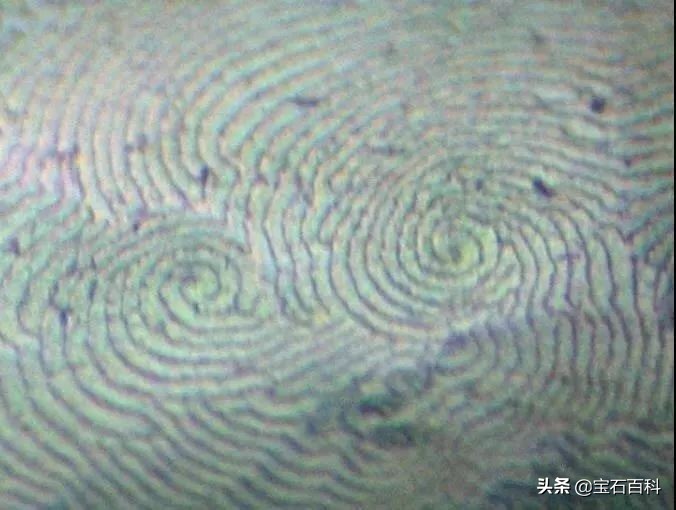 澳白珍珠和南洋金珍珠,澳白南洋白珍珠