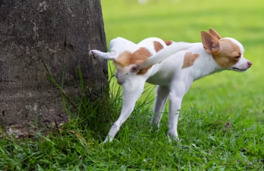 狗大便前为什么要转圈圈,为什么狗拉屎前转圈圈