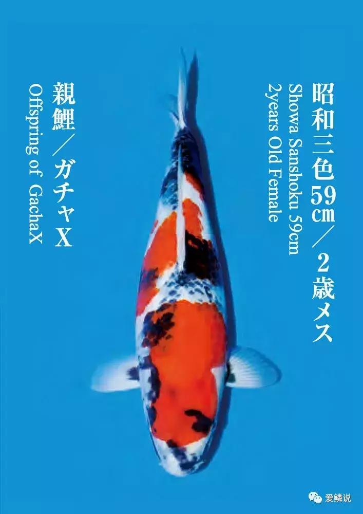 鲤界“老司机”的干货分享，少走弯路