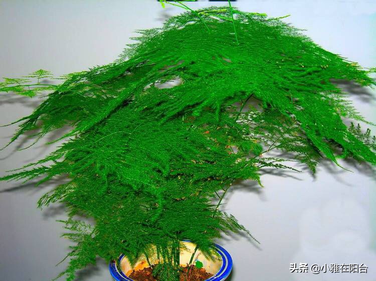 文竹如何不长新笋,郁郁葱葱的文竹