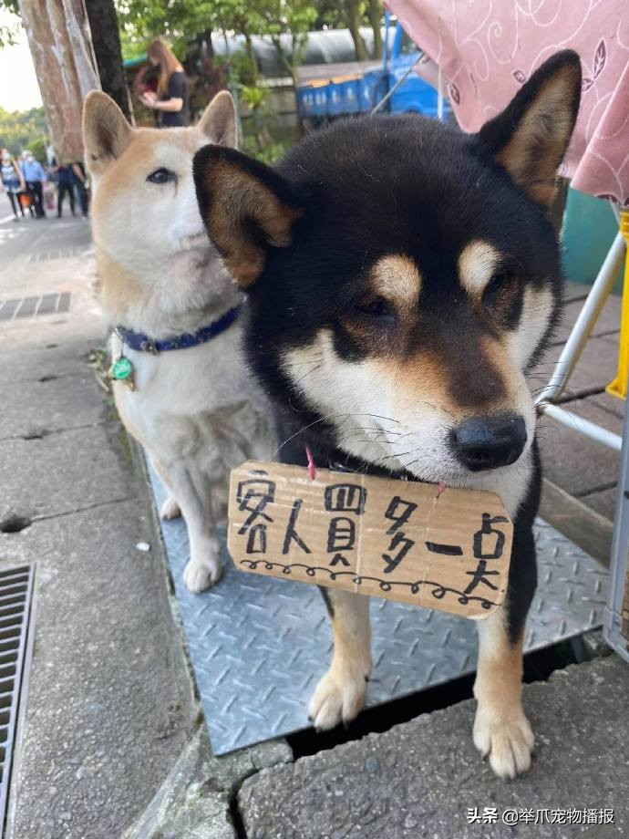 敬业狗狗霸气为牛群开路,敬业的狗狗