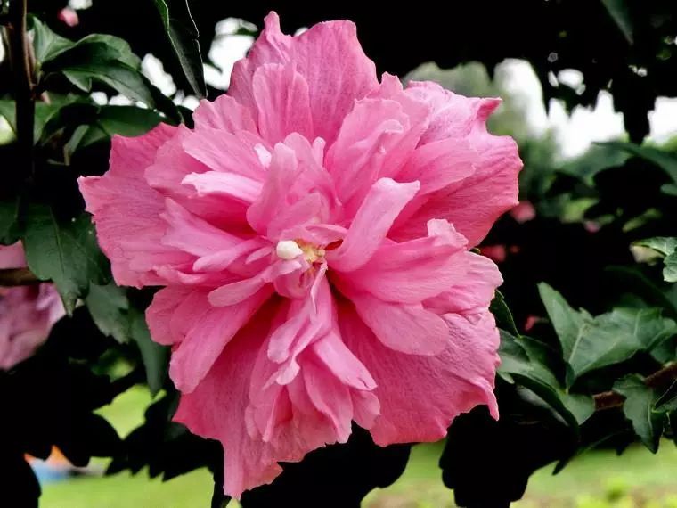 各国国花及花语英文,世界各国的国花资料