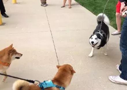 哈士奇和柴犬哪个笑得更开心,哈士奇和柴犬吵架喷口水