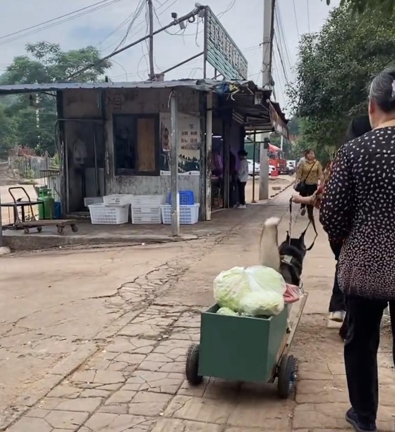 这才是哈士奇的正确打开方式热搜,这才是哈士奇的正确打开方式拉船