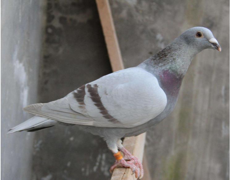 教你怎样给鸽子换羽,鸽崽下窝之后如何管理