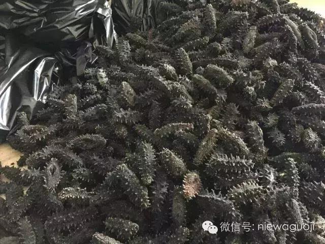 俄罗斯北极参和海参有什么区别,如何分辨俄罗斯海参或大连参