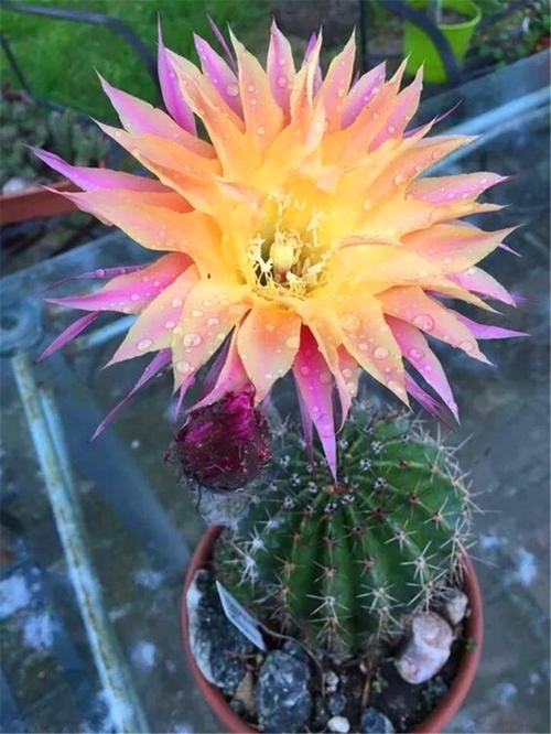 一年四季都适合种的花好养,好养的花有哪些适合一年四季养