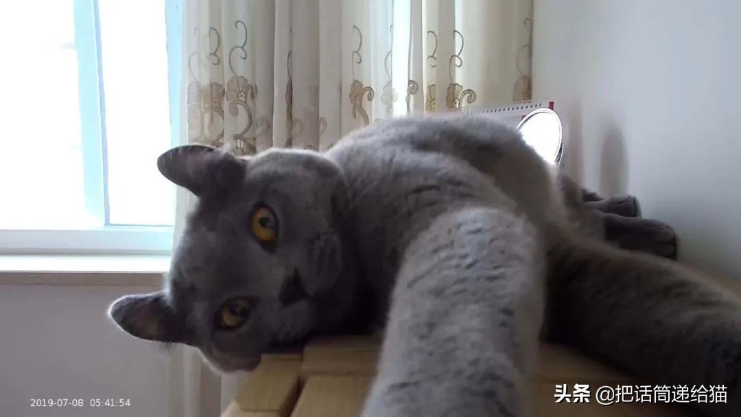 兔耳朵猫：我那么努力，就是为了能跟你永远在一起