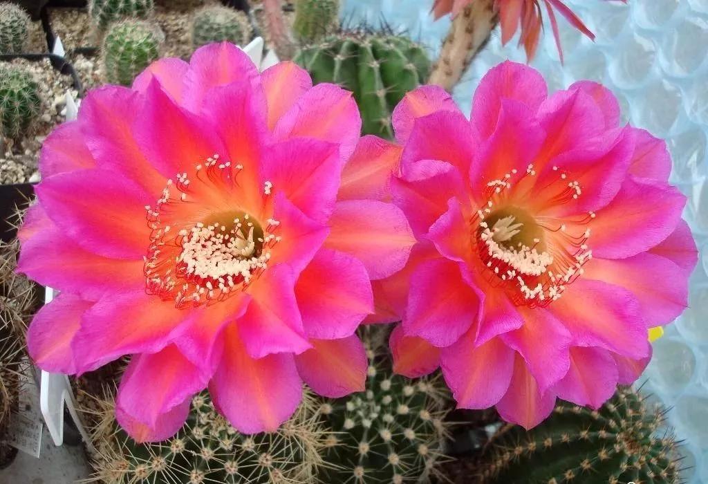 100种仙人球花图片,100种仙人球的品种视频