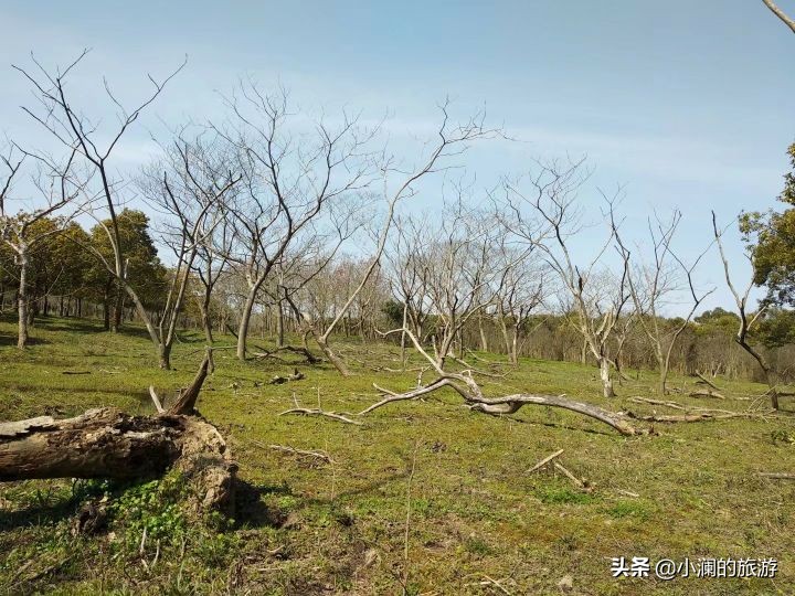 最大的上海森林公园,在上海郊区一座低调的森林公园