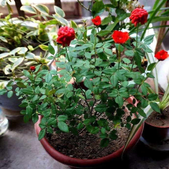 6月即到，阳台上的盆栽月季这样养必能爆花到让你欣喜