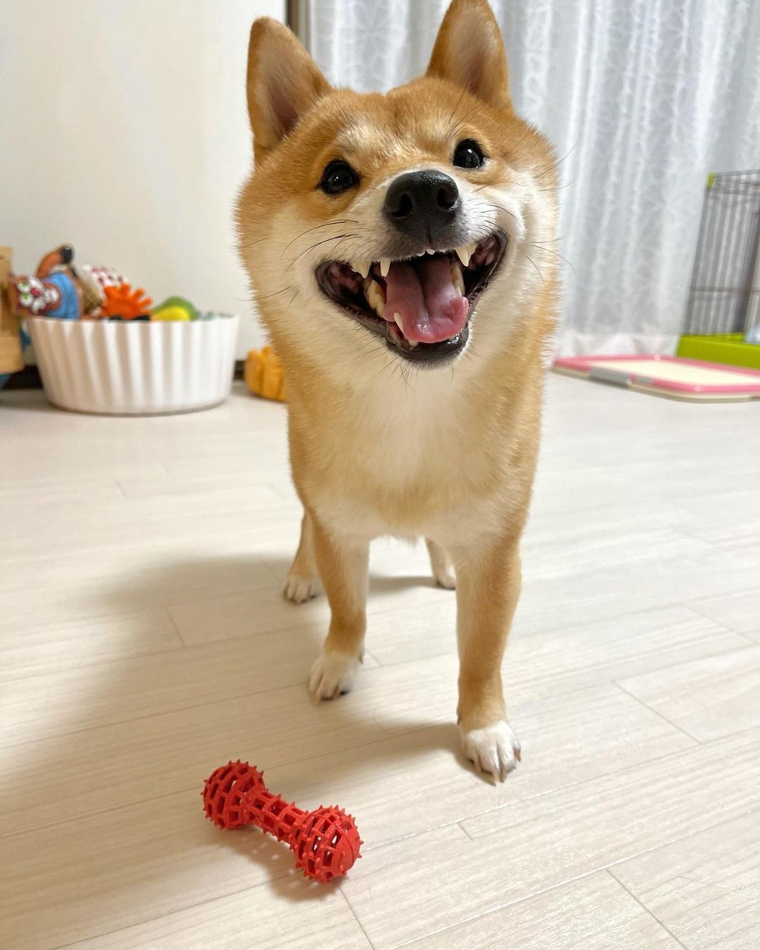 可爱呆萌治愈系的柴犬,柴犬超可爱照片