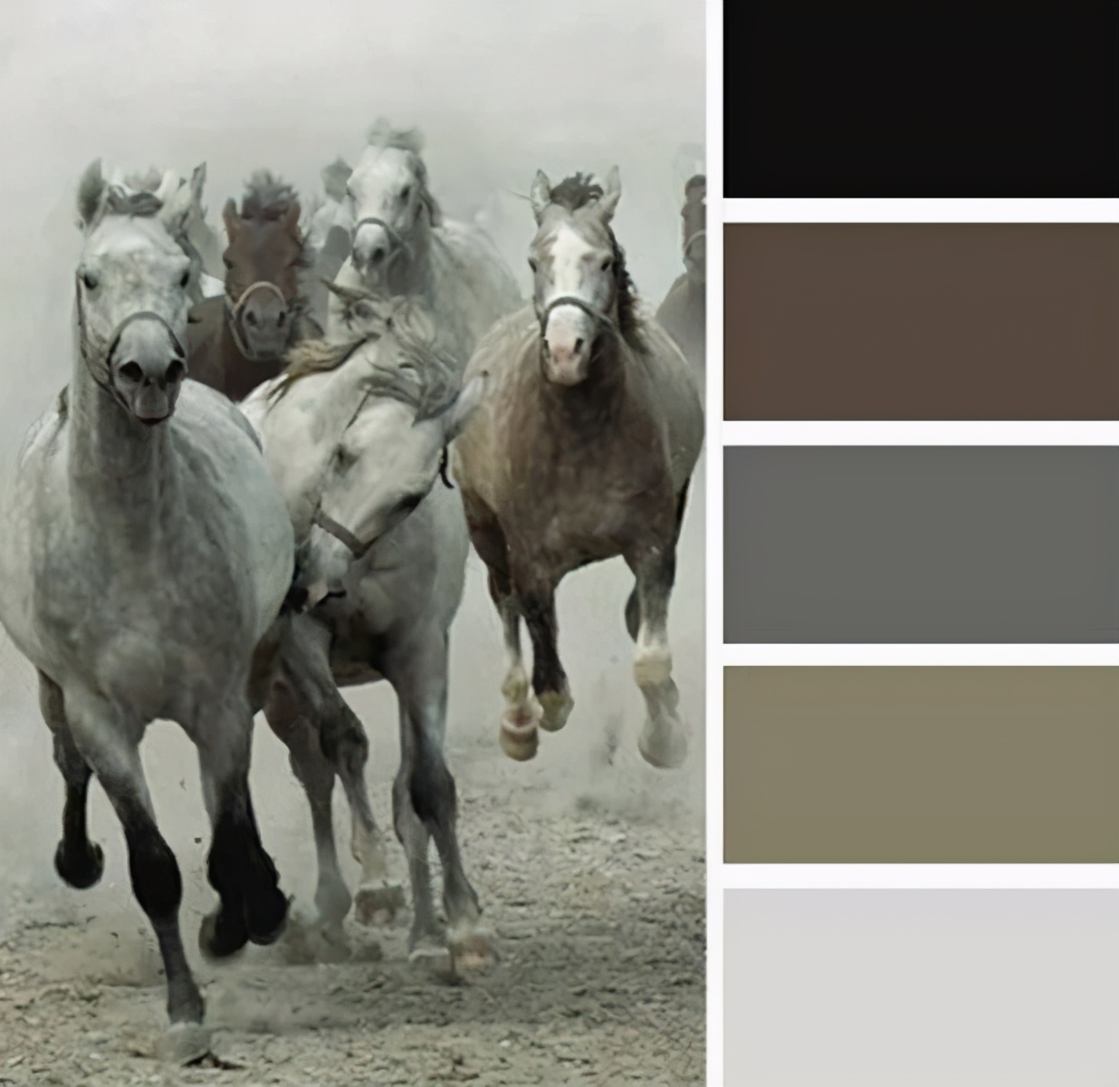 动物配色大全视频,配色的设计灵感