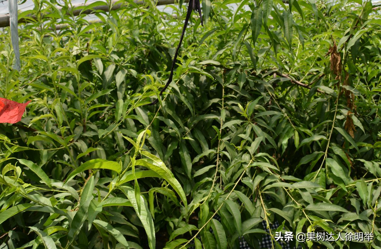 桃树如何种植结果多,正在结果的桃树怎么种植