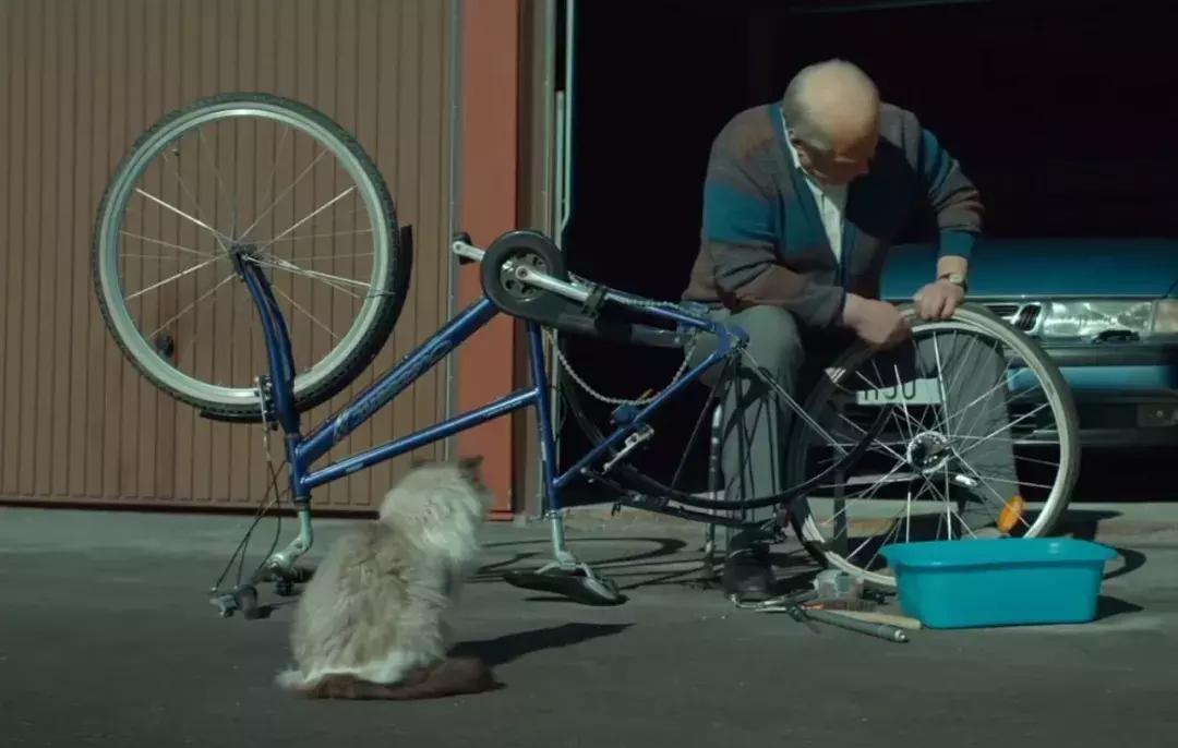 你知道猫咪的一天是如何度过的吗,主人不在家猫咪为什么一直在睡觉